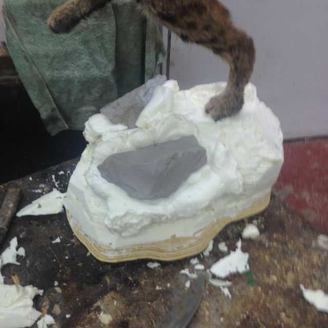 Taxidermy Bobcat Stage 2