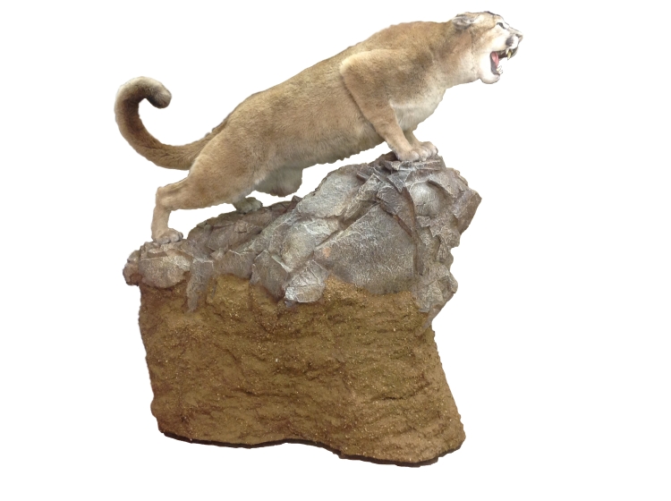 Taxidermy Mountain Lion Stage 3